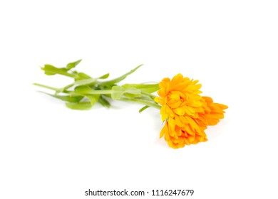 Orange Yellow Edible Flower Calendula Officinalis Stock Photo ...