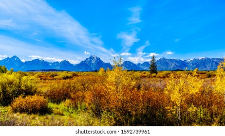 Orange and Yellow Fall Colors in Grand Teton National Park with Mt. Moran and the surrounding mountains in the background. Viewed from the Jackson Lake Lodge in Wyoming, United Sates