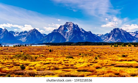 Orange and Yellow Fall Colors in Grand Teton National Park with Mt. Moran and the surrounding mountains in the background. Viewed from the Jackson Lake Lodge in Wyoming, United Sates