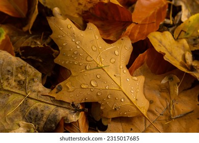 Orange and yellow fallen leaves with dew drops. Autumn leaves with water drops close-up. Dry Autumn Leaf Covered by Water Drops of Rain on Ground. - Powered by Shutterstock