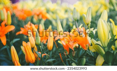 Orange  yellow Lily flower field under the sun