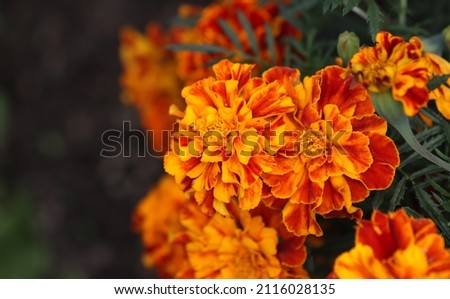 Orange and yellow marigold flowers in the garden. 