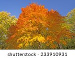 Orange and Yellow on an Autumn Tree in Backbone State Park in Iowa