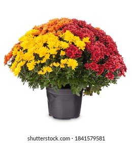 Orange, yellow and red chrysanthemum potted on white background.