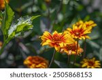 Orange and Yellow and Red flower of heliopsis in garden.