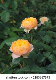 Orange Yellow Roses In The Garden