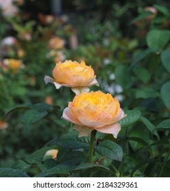 Orange Yellow Roses In The Garden