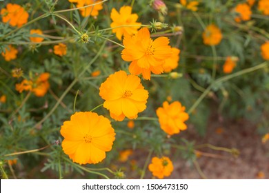 Yellow Cosmos Flower Images, Stock Photos & Vectors  Shutterstock