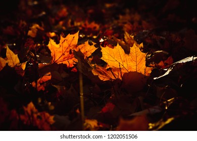 Orange yellow tree leaf forest autumn beauty nature. - Shutterstock ID 1202051506