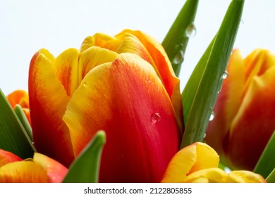 orange yellow tulip flower in white background, spring,sommer,mothers day card,gift,background.floral.bloom. - Shutterstock ID 2122805855
