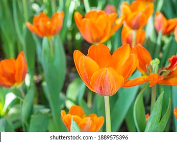 Yellow and orange tulips Images, Stock Photos & Vectors | Shutterstock