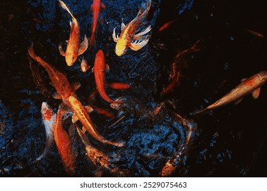 Orange, yellow and white Coy fish swimming in pond at conservatory