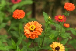Orange And Yellow Zinnia Flowers On Blurred Green Leaves Background. Selective Focus