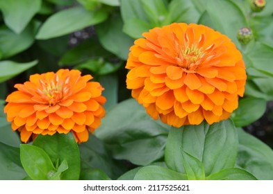 A Orange Zinnia Daisy Blooming On Garden