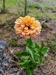 Orange Zinnia Flowers, Photographed From The Side Above, And Photographed From Close Range