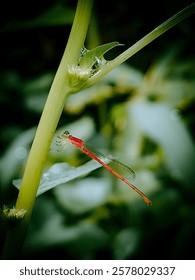 An orange zygoptera damselfly perched on a plant branch.