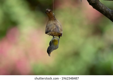 Bird Eating Banana High Res Stock Images Shutterstock
