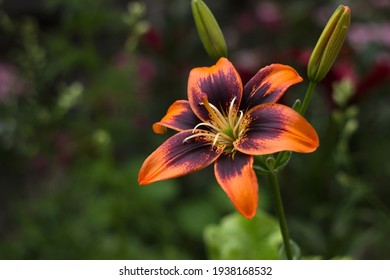 Orange-black Tiger Lily. Bright summer flower in the garden, background