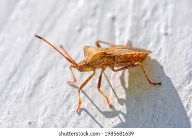 an orange-brown leather bug crawls on white wooden wall