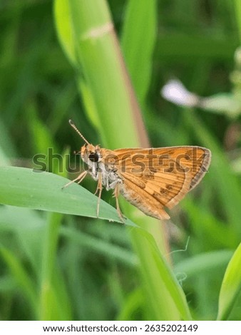 Orange-brown skipper butterfly with distinctive dark spots on its wings, resting on a vibrant green blade of grass, highlighting its delicate form against a blurred natural background.