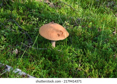 Orange-cap boletus. Boletus in Taimyr. Edible mushroom, beautiful and delicious.