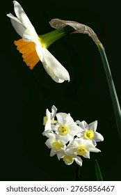 Orange-centered daffodil and cluster of miniatures isolated