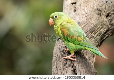 Orange-chinned Parakeet is sitting on a tree.