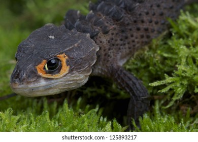 635 Crocodile skink Images, Stock Photos & Vectors | Shutterstock