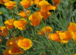 Orange-flowered California Poppy, Eschscholzia Californica