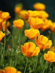 Orange-flowered California Poppy, Eschscholzia Californica