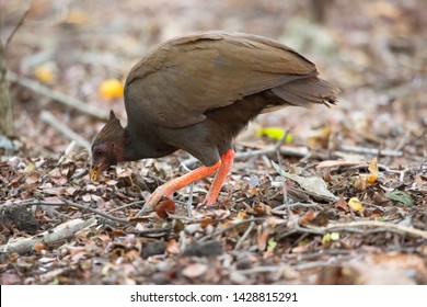 19 Orange footed scrub fowl Images, Stock Photos & Vectors | Shutterstock