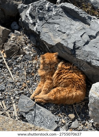 an orange-furred cat cat cat