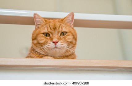 Orange/ginger American short hair cat looking down on up stair, laying ginger cat, ginger cat looking, ginger eyes cat, ginger cat sitting