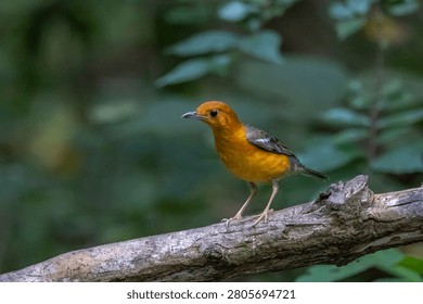 The Orange-headed Thrush in the forest.