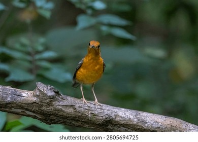 The Orange-headed Thrush in the forest.