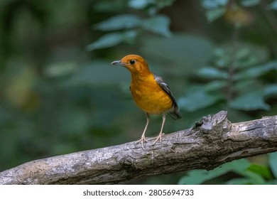 The Orange-headed Thrush in the forest.