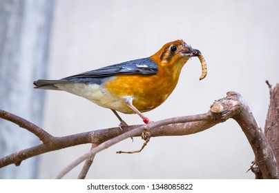 An orange-headed thrush (Geokichla citrina) perches on a branch and eats a mealworm.
