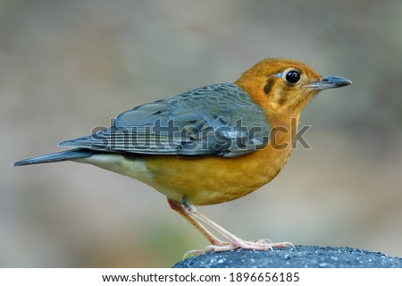 Orange-headed thrush (Geokichla citrina) standing clear on roack over fine blur background during migration to Thailand in winter season