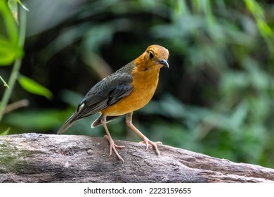 Orange-headed Thrush In Tropical Rainforest Habitat.