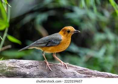 Orange-headed Thrush In Tropical Rainforest Habitat.