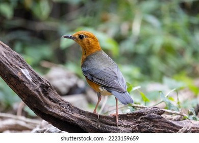 Orange-headed Thrush In Tropical Rainforest Habitat.