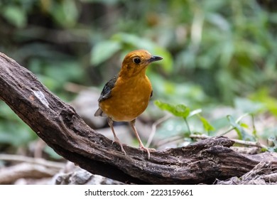 Orange-headed Thrush In Tropical Rainforest Habitat.