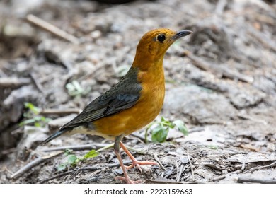 Orange-headed Thrush In Tropical Rainforest Habitat.