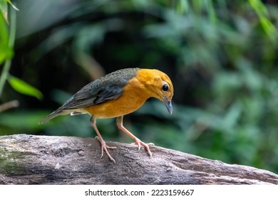 Orange-headed Thrush In Tropical Rainforest Habitat.