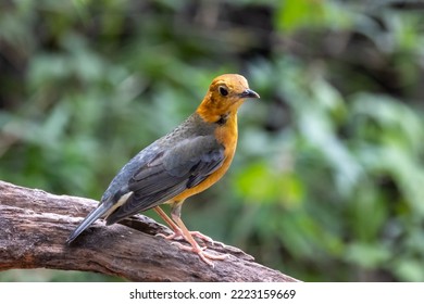 Orange-headed Thrush In Tropical Rainforest Habitat.