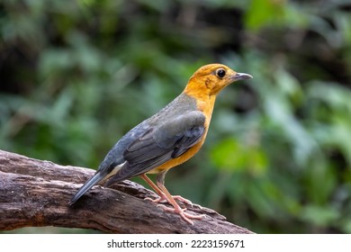 Orange-headed Thrush In Tropical Rainforest Habitat.