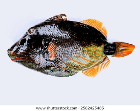 Orange-lined triggerfish on white background. 