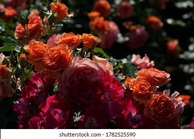 Rose - Gardenofroses OnlyFans Leaked