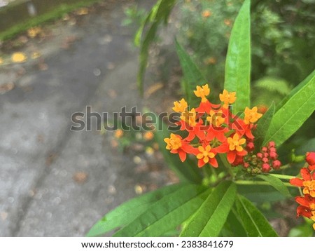 Orange-red flowers bloom on the deciduous path