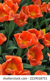 Orange-red Triumph tulips (Tulipa) Teletubby bloom in a garden in April - Shutterstock ID 2219018751